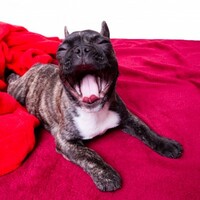 Study: Your dog yawns with you because they love you 