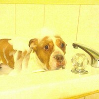 Cleanliness is next to melancholiness for these poor pets