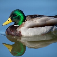Love/Hate blamed for decapitated ducks