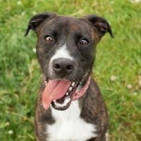 Video: Can you help? Cute, slightly boisterous dogs seek good homes...