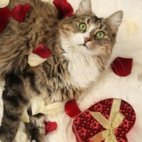 Can't find the time to meet a nice cat? Well, now you can try speed dating