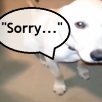 How the hell could you stay mad at these guilty dogs?