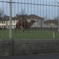 Is there a camel on the loose in Tallaght?