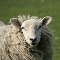 Appeal for 1,000 shaggy sheep ahead of World Shearing Olympics in Wexford 