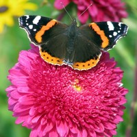 Our butterfly population has increased by a third 