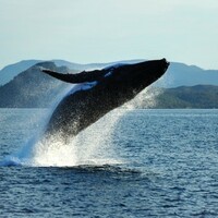 UN court tells Japan to leave the whales alone