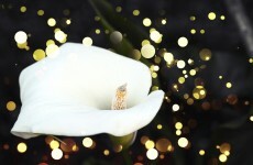 Vaginas 'grown' in 7 days successfully transplanted in four women