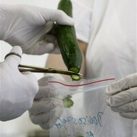 E.coli outbreak 'could last months'