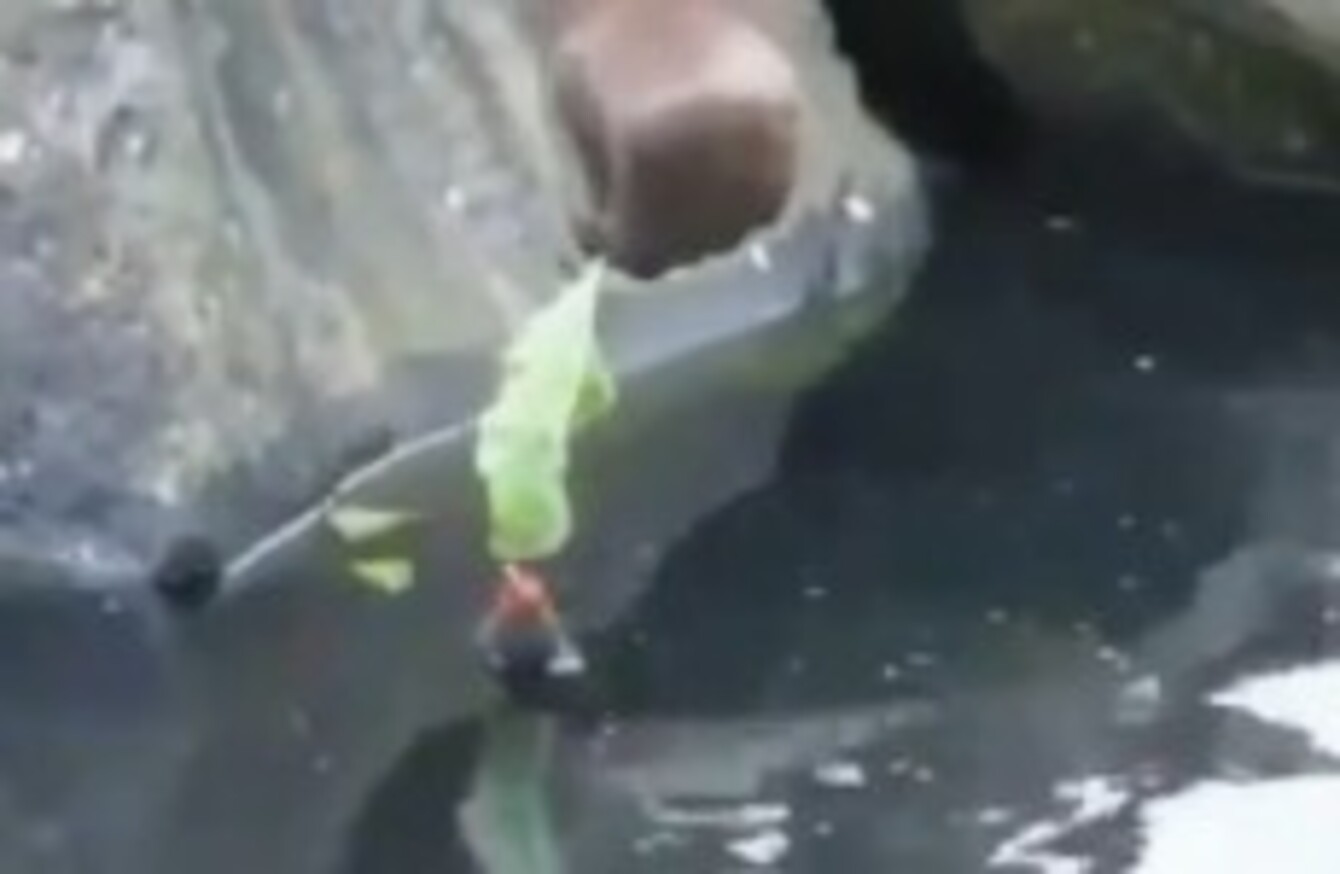 How to... save a drowning bird · The Daily Edge