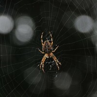 Man tries to kill spider, ends up burning his house down
