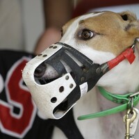 Irish greyhounds are going global, but industry still gone to dogs