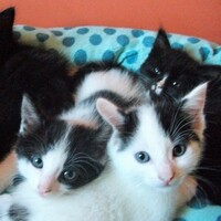 A UK animal shelter is looking for 'kitten cuddlers' to hug its cats