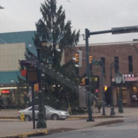 Is this the world's saddest council Christmas tree?