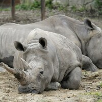 Limerick man sues Bloomberg for linking him to rhino horn gang
