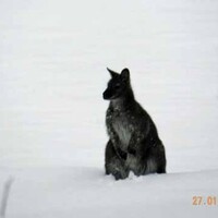There’s a kangaroo on the loose in Austria (NOT Australia) 