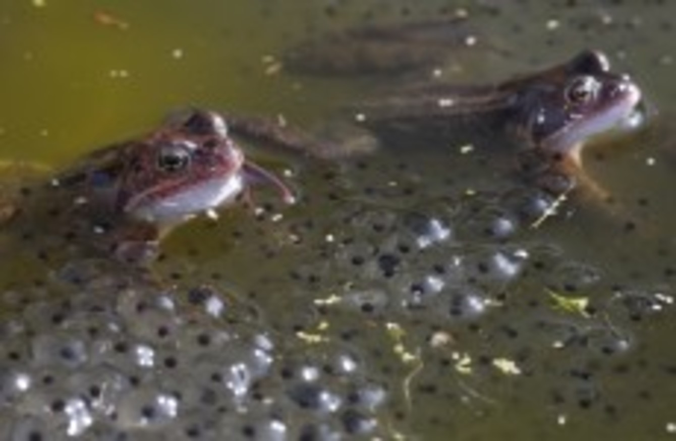 When did the first frogs appear?