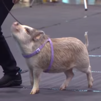 Video: Amy the pig is fetching, dancing and playing the piano at dog shows