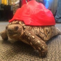 This tortoise got a brand new 3D-printed shell after her own one was damaged