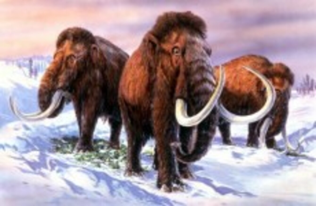 Baby woolly mammoth found in Russia's Arctic · The Daily Edge