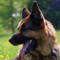 Could restricted dog breeds be unmuzzled?