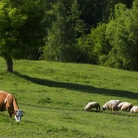 &acirc;�&not;10,000 reward for information about 75 stolen cattle and 25 sheep 