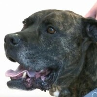 This dog went missing almost a decade ago... but now he's finally home again