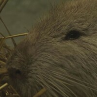 This three-foot swamp rat found in a Tipperary river needs a new home