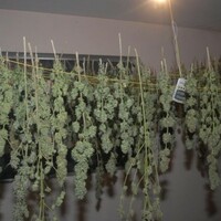 Man charged after this grow house was discovered in Kildare 