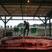 "I could try some ... maybe": Tokyo tries to reel in tourists with whale meat festival