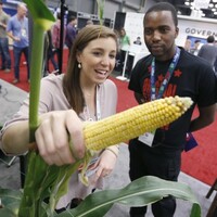 EU countries won't be able to opt out from genetically-modified food