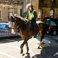 Hi-ho silver lining as horse punched by Newcastle fan earns promotion