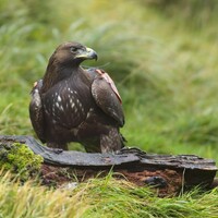 Eagles are 'facing starvation' on the hills of Donegal