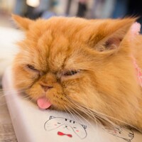 A city in America can't figure out why it smells like cat pee