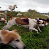 Hundreds sign petition protesting against fox-hunting internship on JobBridge