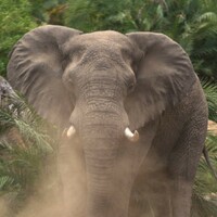 An elephant has set foot in war-torn Somalia for the first time in 20 years