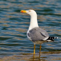 Seabirds '10 times' more polluting than humans when it comes to dirtying Ireland's beaches 