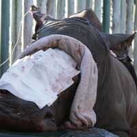 Why do people steal rhino horn?