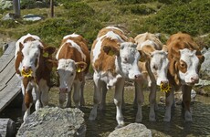 The 5 at 5: Wednesday