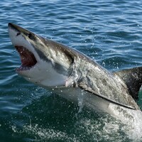 American surfer mauled by 6ft shark