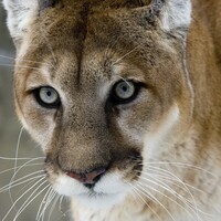 Mum saves boy (5) from being mauled by mountain lion 