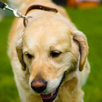 Blind woman 'heartbroken' after guide dog was taken away for being overweight