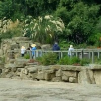 Dublin Zoo examining incident where boy was seen inside rhino enclosure
