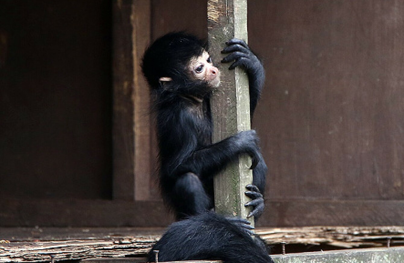 A new cute baby spider monkey has been born at Fota · TheJournal.ie