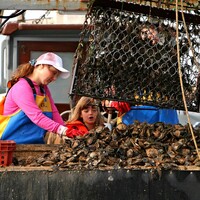 New York to revive oyster population by growing them on recycled toilets