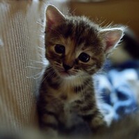 Burglars kill 10-week-old kitten in a microwave 