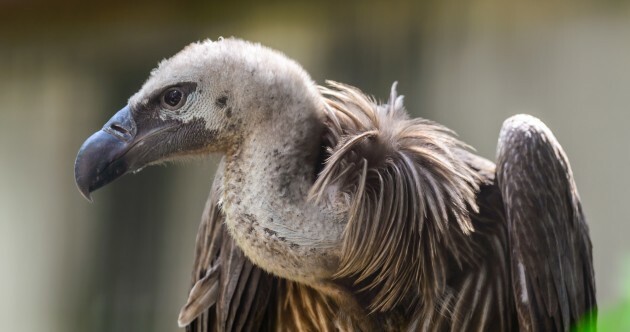 'Accounting firms are telling vulture funds how to get around tax loophole closure'