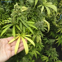 45 cannabis plants worth &acirc;�&not;36,000 seized in Cavan