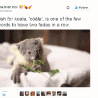 11 reasons why The Irish For is the most delightful Twitter account in Ireland 