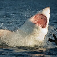 65-year-old Australian surfer escapes serious injury after shark attack