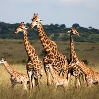 How many giraffes are left in the world? It's the week in numbers 